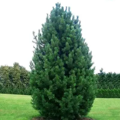 Сосна кедровая европейская в Барановичах