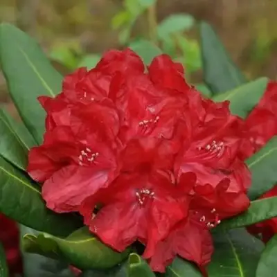 Рододендрон БУЗУКИ в Барановичах