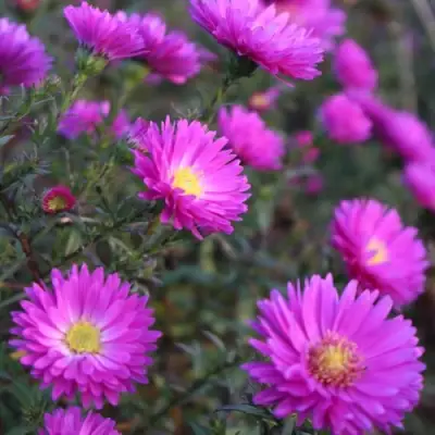 Астра КАРМИНКУППЕЛЬ в Барановичах