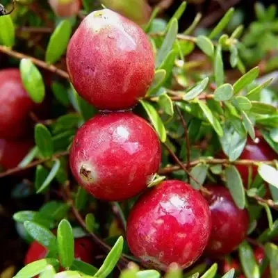 Клюква СТИВЕНС в Барановичах