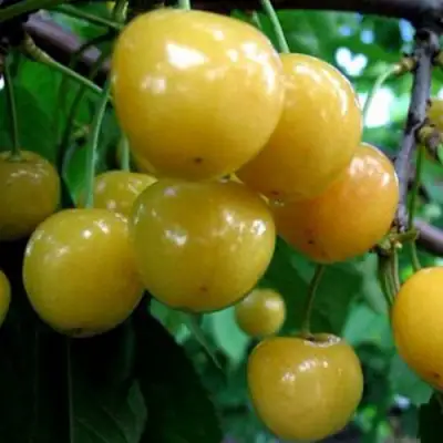 Черешня РОССОШАНСКАЯ ЗОЛОТАЯ в Барановичах