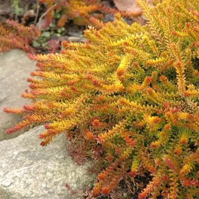 Водяника БЕРНШТЕЙН черная в Барановичах