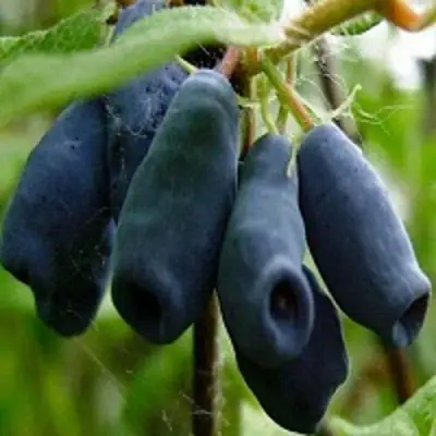 Жимолость съедобная НАРЫМСКАЯ в Барановичах