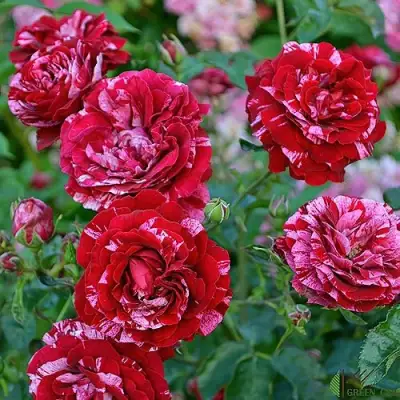 Роза ДИП ИМПРЕШН флорибунда в Барановичах