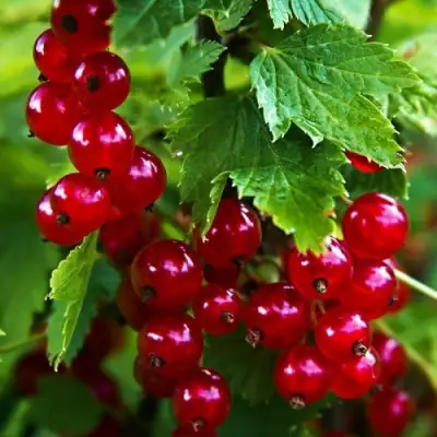 Смородина красная РОЛАН в Барановичах