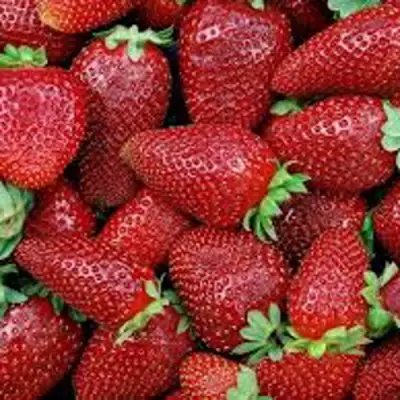 Клубника СКАЛА в Барановичах