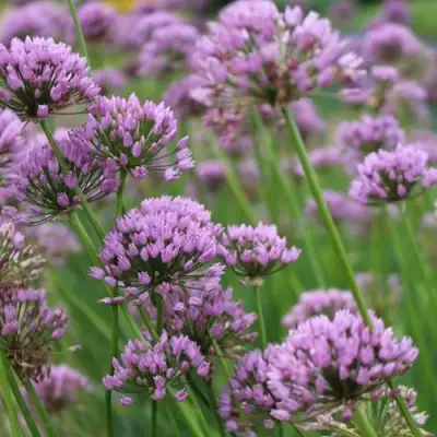 Лук угловатый в Барановичах