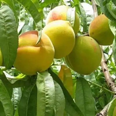 Персик СЕЯНЕЦ СТАРКА в Барановичах