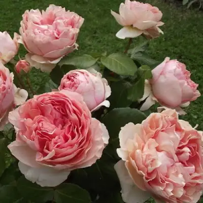 Роза ФИЛИНГ чайно-гибридная в Барановичах