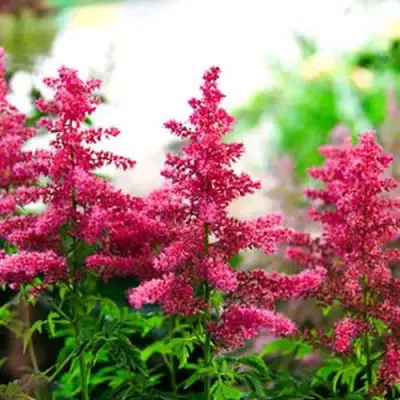 Астильба ЮНИК КАРМИН гибридная в Барановичах