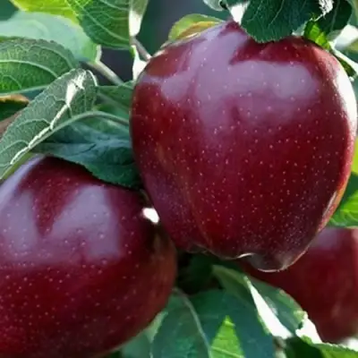 Яблоня РЕД ЧИФ в Барановичах