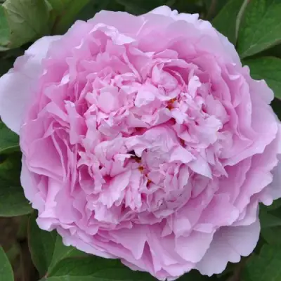 Пион ПРОЗРАЧНАЯ РОСА древовидный в Барановичах