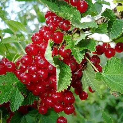 Смородина красная ГОЛЛАНДСКАЯ КРАСНАЯ в Барановичах