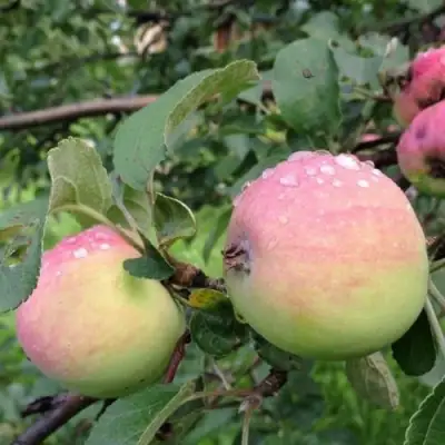 Яблоня УТРО в Барановичах