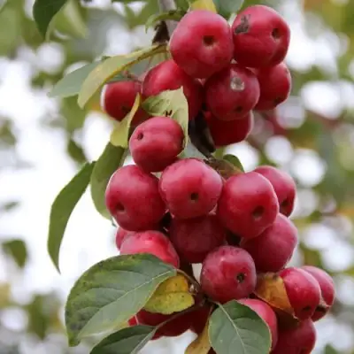 Яблоня РЕД ОБЕЛИСК колонновидная в Барановичах