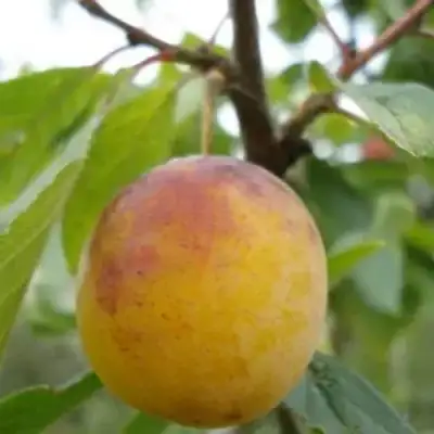 Слива ЯХОНТОВАЯ в Барановичах