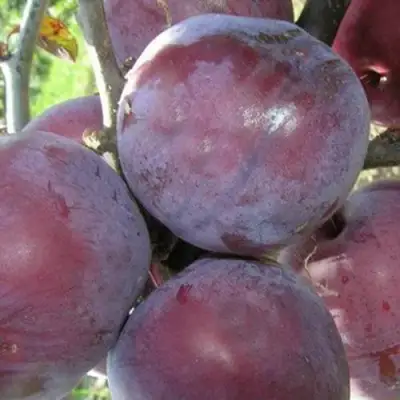 Слива ПАННА в Барановичах