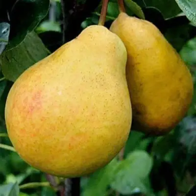 Груша ВЕЛИКАЯ ЛЕТНЯЯ (БОЛЬШАЯ ЛЕТНЯЯ) в Барановичах