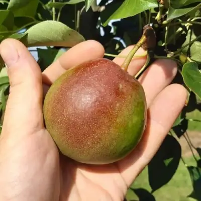 Груша КУПАЛА в Барановичах