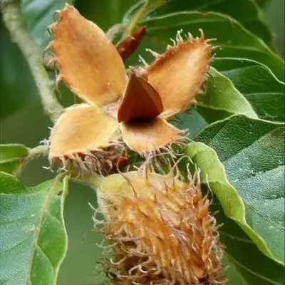 Бук обыкновенный в Барановичах