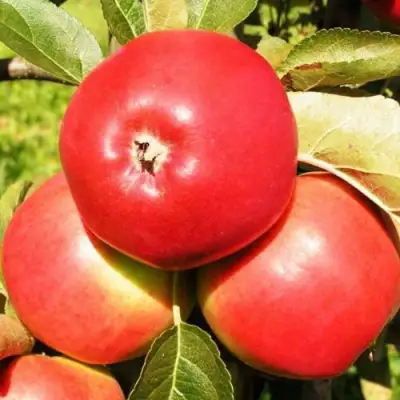 Яблоня СЯБРЫНА в Барановичах