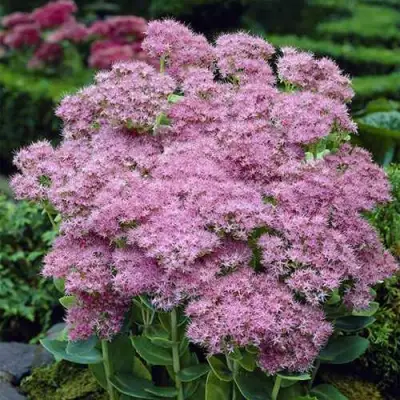 Очиток (седум) БРИЛЛИАНТ в Барановичах