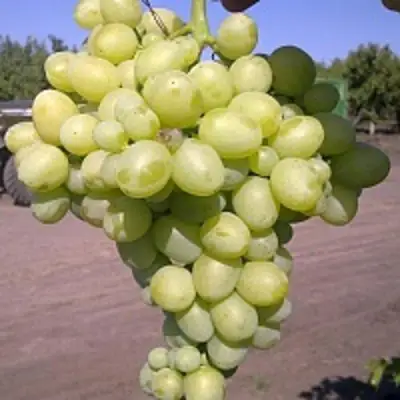 Виноград АРКАДИЯ в Барановичах