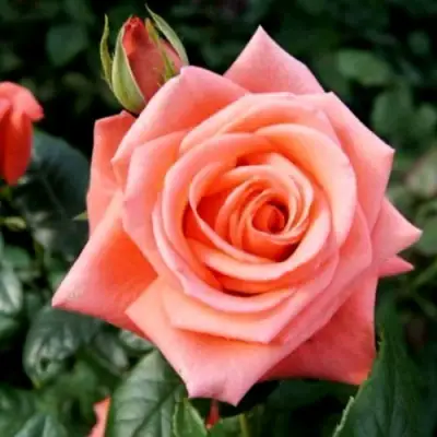 Роза ВАУ чайно-гибридная в Барановичах