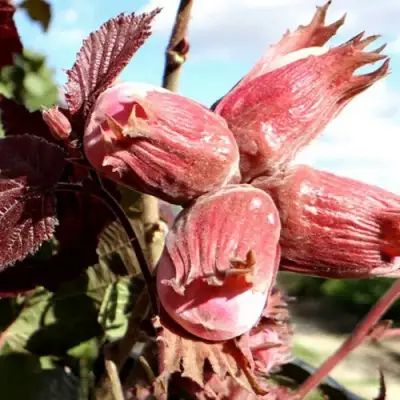 Фундук АЛЫЙ ПАРУС в Барановичах