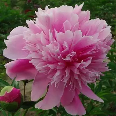 Пион ГОЛУБАЯ ХРИЗАНТЕМА травянистый в Барановичах