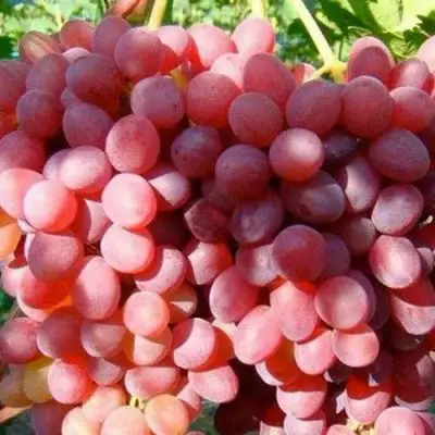 Виноград КИШМИШ КРАСНЫЙ в Барановичах