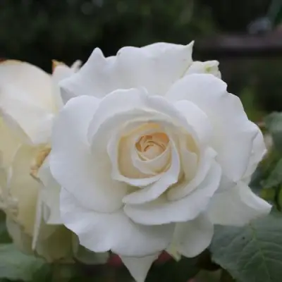 Роза АНАСТАСИЯ чайно-гибридная в Барановичах