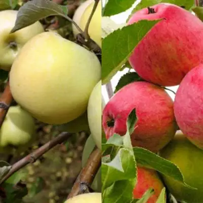 Комплект ЯБЛОЧНЫЙ ТАНДЕМ в Барановичах