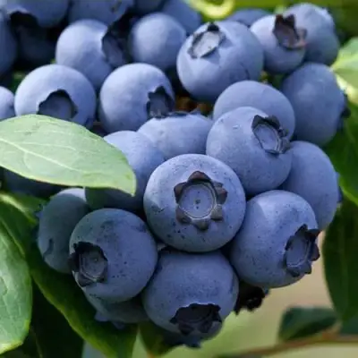 Голубика СПАРТАН в Барановичах