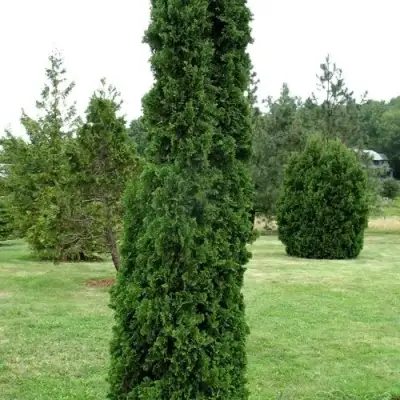 Туя ДЕГРУТ СПАЙР западная в Барановичах