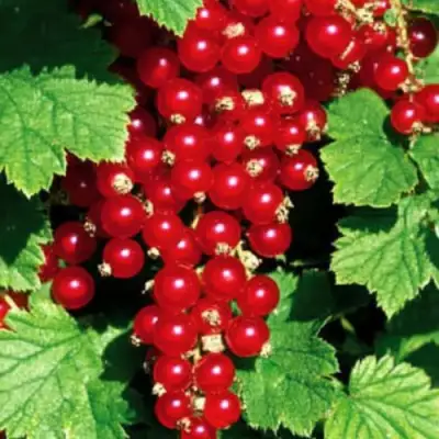 Смородина красная РЕД ЛЕЙК в Барановичах