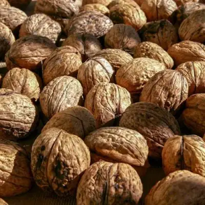 Грецкий орех ПИНСКИЙ в Барановичах