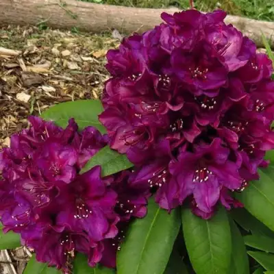 Рододендрон ПОЛАРНАХТ в Барановичах