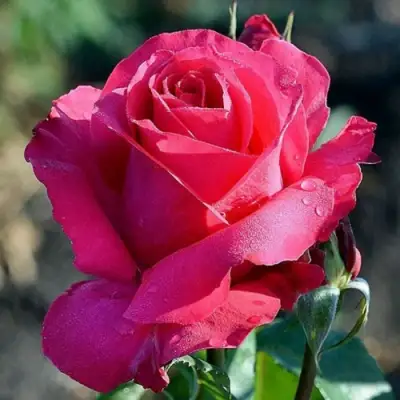 Роза ВИЕН РОУЗ чайно-гибридная в Барановичах