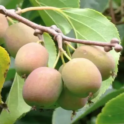 Актинидия ГИБРИДНАЯ КОЛБАСИНОЙ в Барановичах