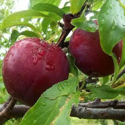 Слива КЛЕОПАТРА в Барановичах