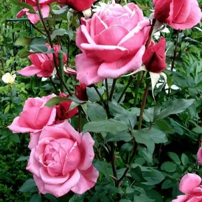 Роза ЭЙФЕЛЕВА БАШНЯ чайно-гибридная в Барановичах