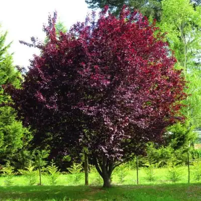 Слива НИГРА растопыреная в Барановичах