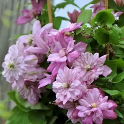 Клематис ИННОСЕНТ ГЛАНС в Барановичах