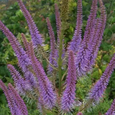 Вероникаструм ФАСЦИНЕЙШН в Барановичах