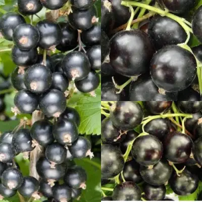 Комплект ЧЕРНАЯ СИЛА в Барановичах