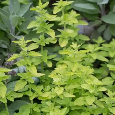 Душица ТАМБЛС ВАРИЕТИ обыкновенная в Барановичах