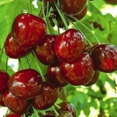 Черешня БУРЛАТ в Барановичах