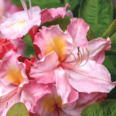 Азалия СЕССИЛЬ листопадная в Барановичах