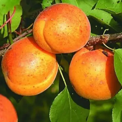 Абрикос СПАДЧЫНА в Барановичах